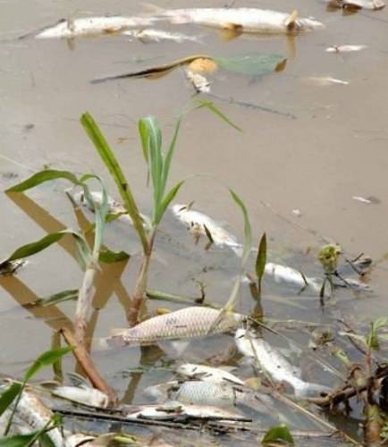 AGROTÓXICO PODE TER MATADO PEIXES NO PIRES DE SÁ