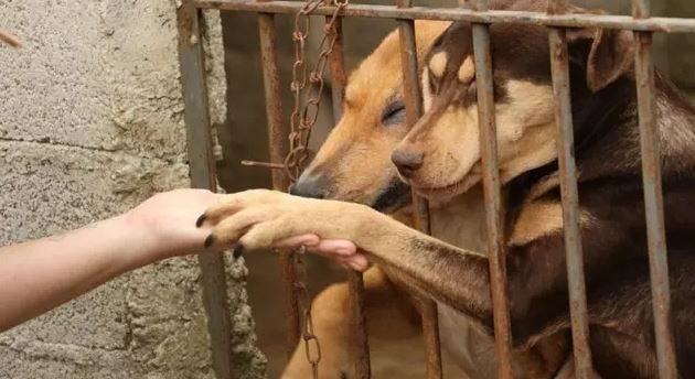Após denúncia de repórter policial, cães abandonados sem água e sem comida são resgatados em bairro de Vilhena