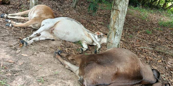 ASSISTA VÍDEO: queda de raio na zona rural de Cabixi assusta sitiante, mata animais e provoca prejuízos