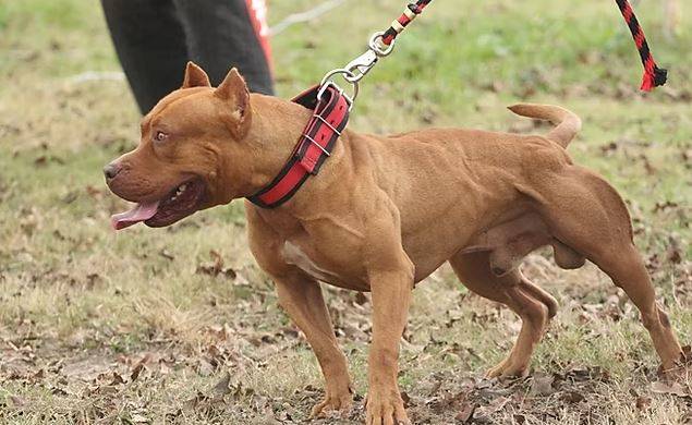 Guarnição da Polícia Militar dispara tiros de pistola contra pit bull que atacou homem na rua, em Vilhena