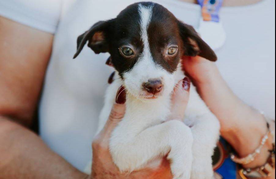 Após intervir em ONG e resgatar animais, prefeitura de Vilhena contrata empresa para resgate, acolhimento e adoção de cães e gatos
