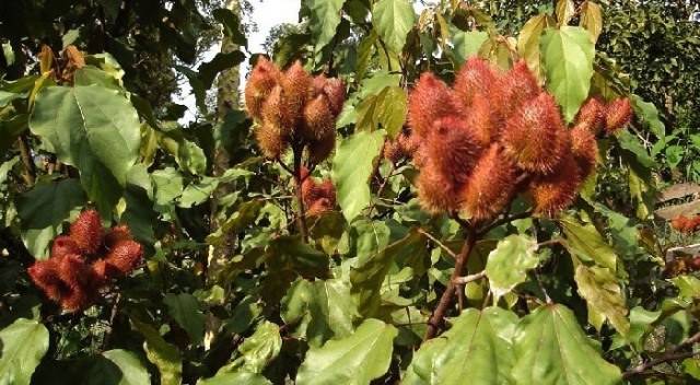 Começa colheita de urucum em Corumbiara; atravessadores derrubam preços