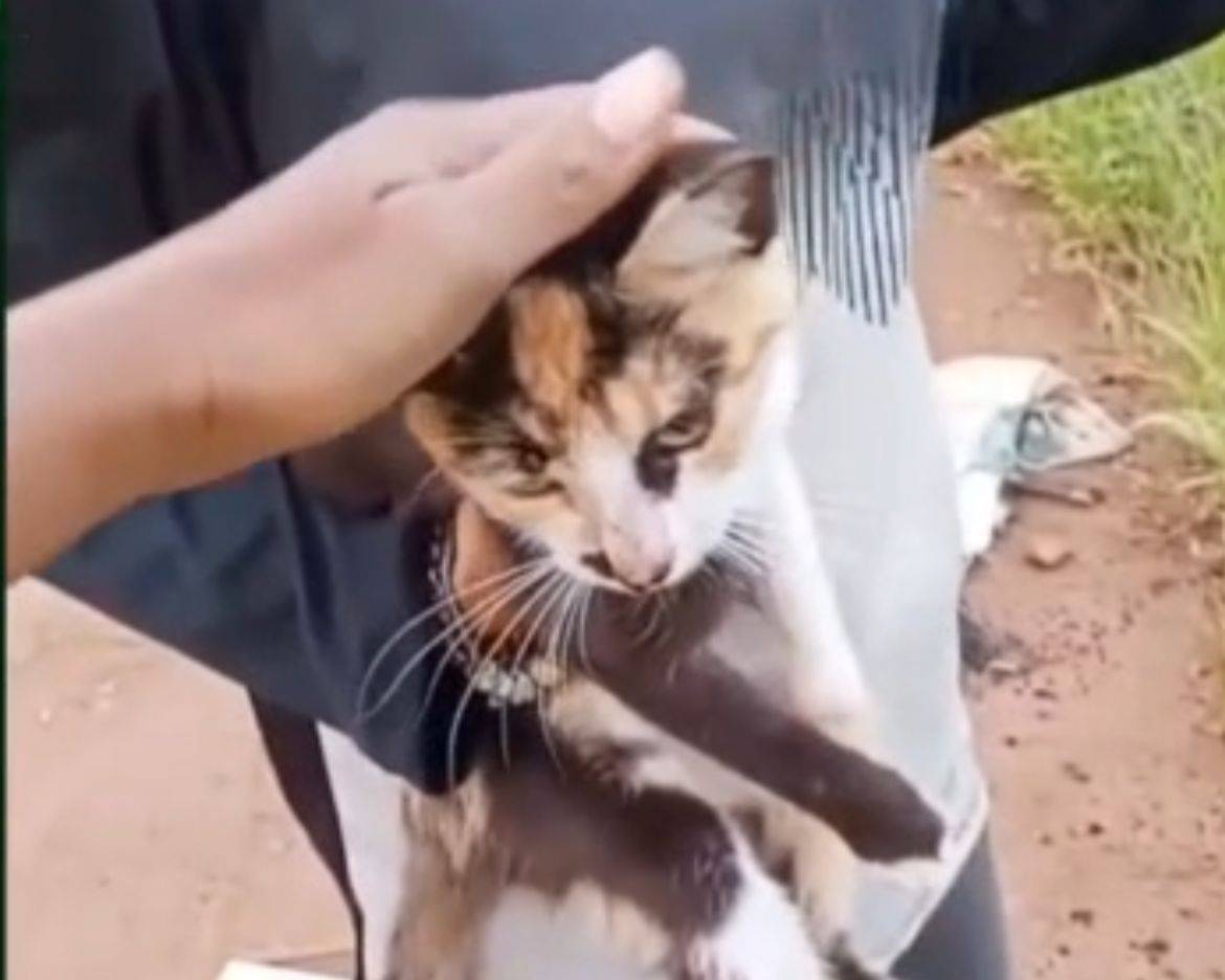 “Na época da luz e do ‘amor’ os animais são descartados”: apelo de entidade protetora evidencia colapso de pets abandonados em Vilhena