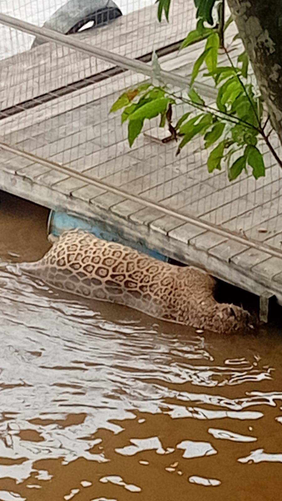 VÍDEO: onça-pintada é encontrada morta com sinais de tiros e presas arrancadas no Rio Guaporé, em Cabixi