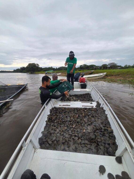 Projeto ambiental resulta na soltura de 228 mil filhotes de Tartaruga-da-Amazônia no Parque Estadual Corumbiara, em Pimenteiras do Oeste