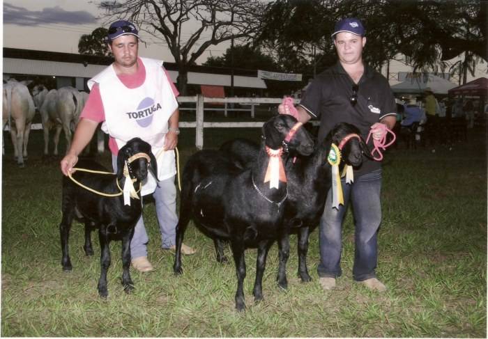 OVINOS DE VILHENA SÃO PREMIADOS NA EXPOJIPA