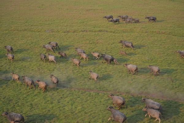 Abater para controlar: como será teste para erradicar 5 mil búfalos selvagens em área remota de Rondônia
