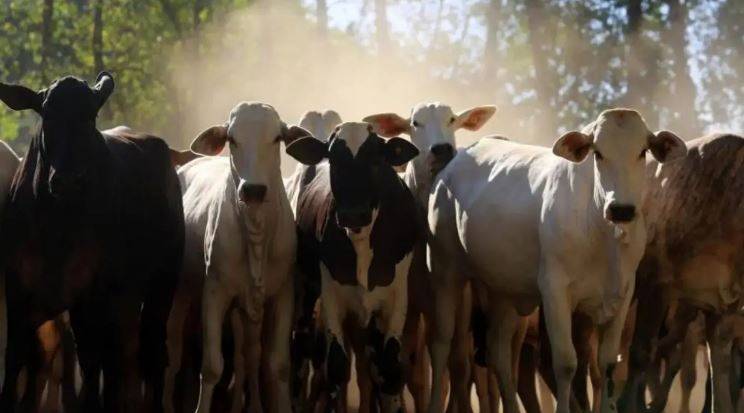 ASSISTA VÍDEO: com rebanho superior a 17 milhões de animais, Rondônia tem mais de 10 cabeças de gado para cada habitante