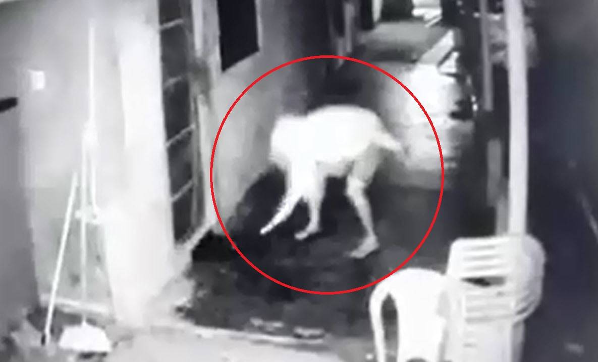 ASSISTA: vídeo mostra homem incendiando “cabaré” em Corumbiara; dona do estabelecimento comenta o ataque