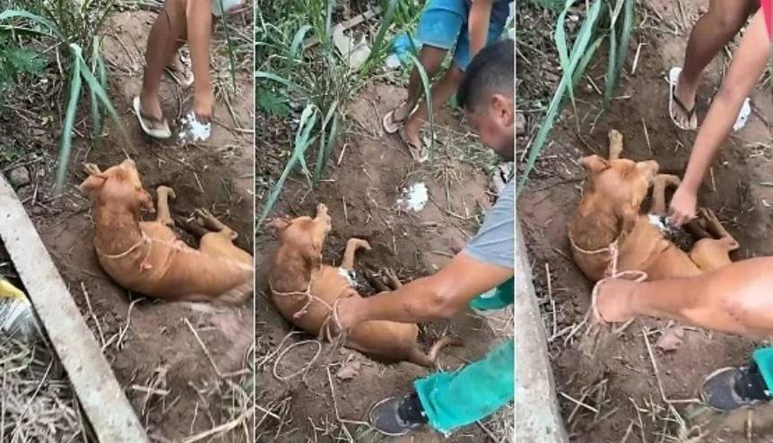 CRUELDADE: imagens de pit bull ferido e enterrado vivo em cidade de MT causam comoção nas redes sociais