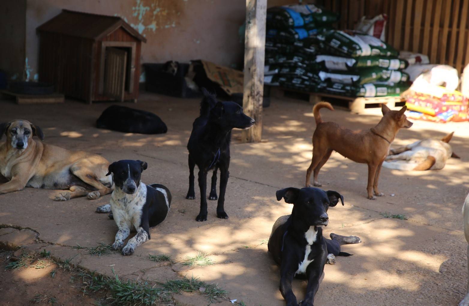 Vilhena receberá ações do projeto “Castra+Rondônia” para castração gratuita de cães e gatos na cidade