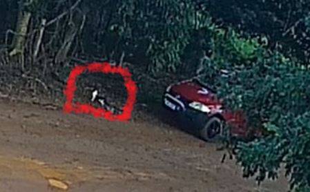 ASSISTA VÍDEO: câmera de monitoramento flagra gatos sendo abandonados em setor de chácaras de Vilhena