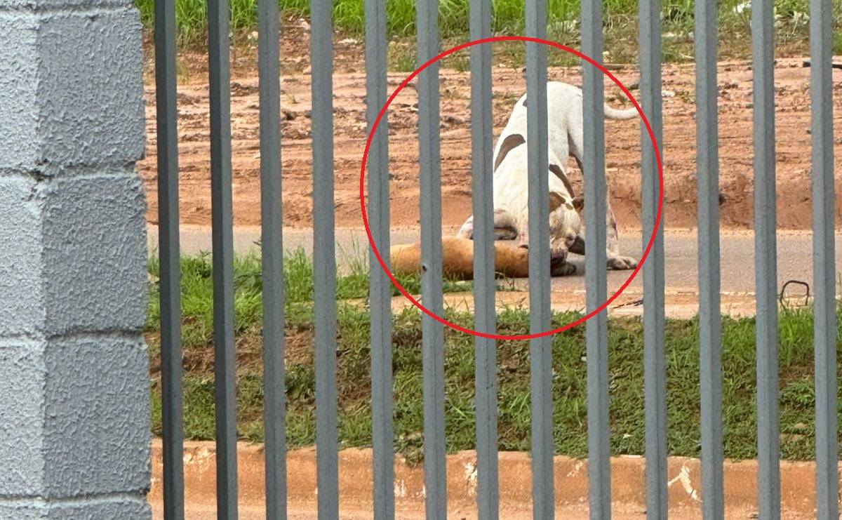 VÍDEO CHOCANTE: pit bull é amarrado em árvore após matar outro cachorro no meio da rua e mobilizar a Polícia Militar, em Vilhena