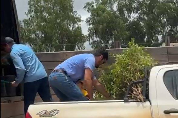 VÍDEOS: fiscais da Idaron destroem plantas que estavam sendo vendidas em Vilhena; jornalista expõe episódio no Facebook e recebe explicação