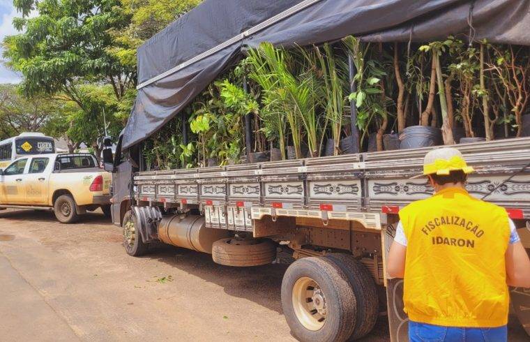 Após vídeos sobre destruição de plantas em Vilhena revoltarem internautas, Idaron explica necessidade da ação contra pragas