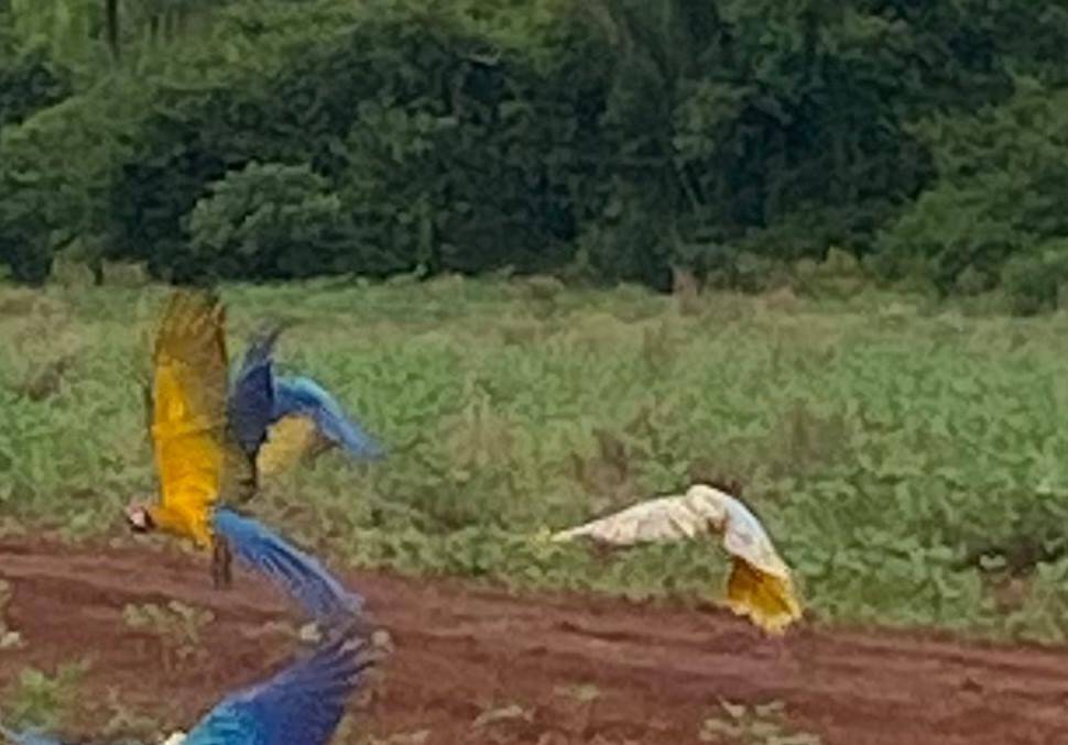 ASSISTA VÍDEOS: colheita da soja atrai bandos de araras no Cone Sul de Rondônia; imagem enviada por leitor mostra espécie rara