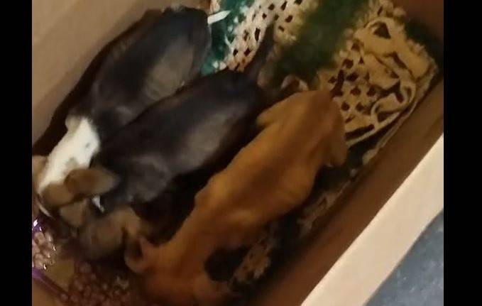 VÍDEOS: 2 dos 5 cachorrinhos abandonados em oficina mecânica de Vilhena não resistem e morrem; sobreviventes foram adotados