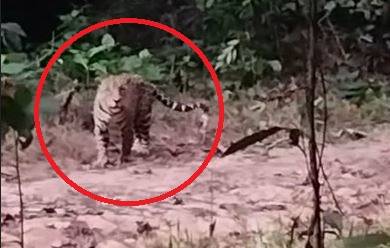 ASSISTA: vídeo antigo de onça pintada volta a assustar chacareiros na área rural de Vilhena, onde homem teria sido atacado