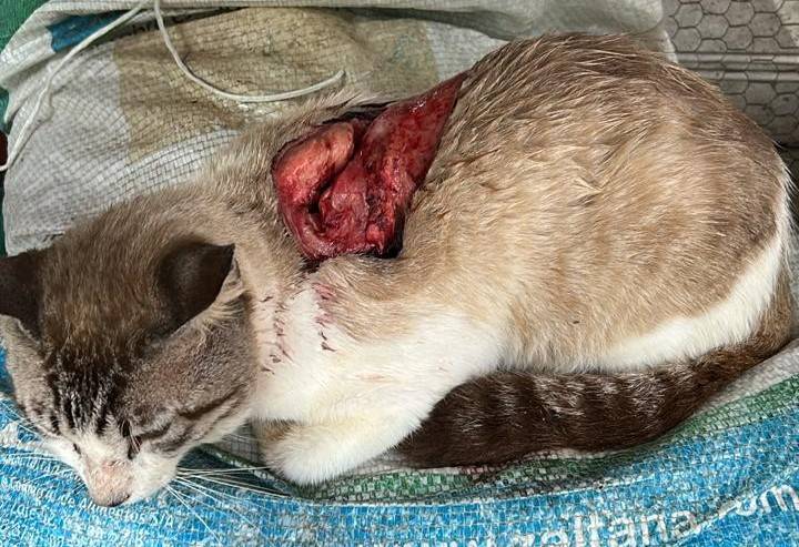 IMAGENS CHOCANTES: ataques violentos matam um gatinho, deixam outro em estado grave na área rural de Vilhena e expõem crueldade
