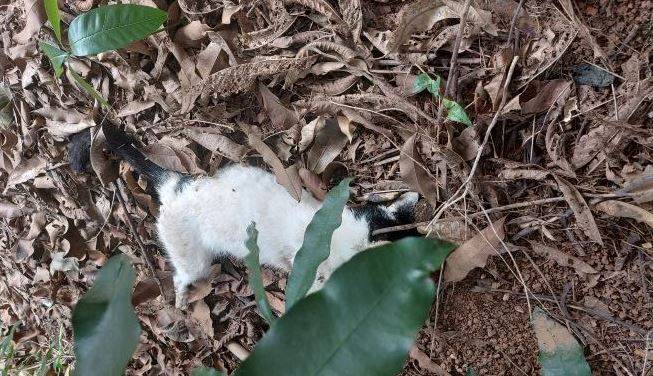 ASSISTA VÍDEO: moradora de Vilhena tem dois gatinhos envenenados; ambos os animais atacados morreram