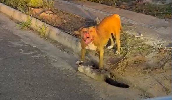 VÍDEO: cadela pit bull “gigante” mata gato no meio da rua e apavora moradores de bairro, em Vilhena