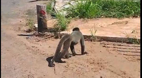 ASSISTA VÍDEOS: macaquinho “dá baile” nas ruas de Vilhena antes de ser capturado e devolvido à natureza