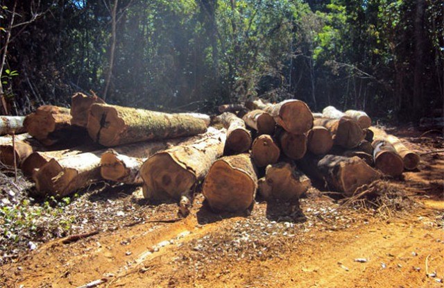 Fazendeiros se disfarçam de sem-terra e invadem área de manejo florestal