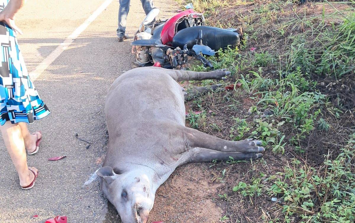 ASSISTA VÍDEO: pilotando motoneta, morador de Pimenteiras do Oeste mata anta na BR 435, quando ia para Cerejeiras