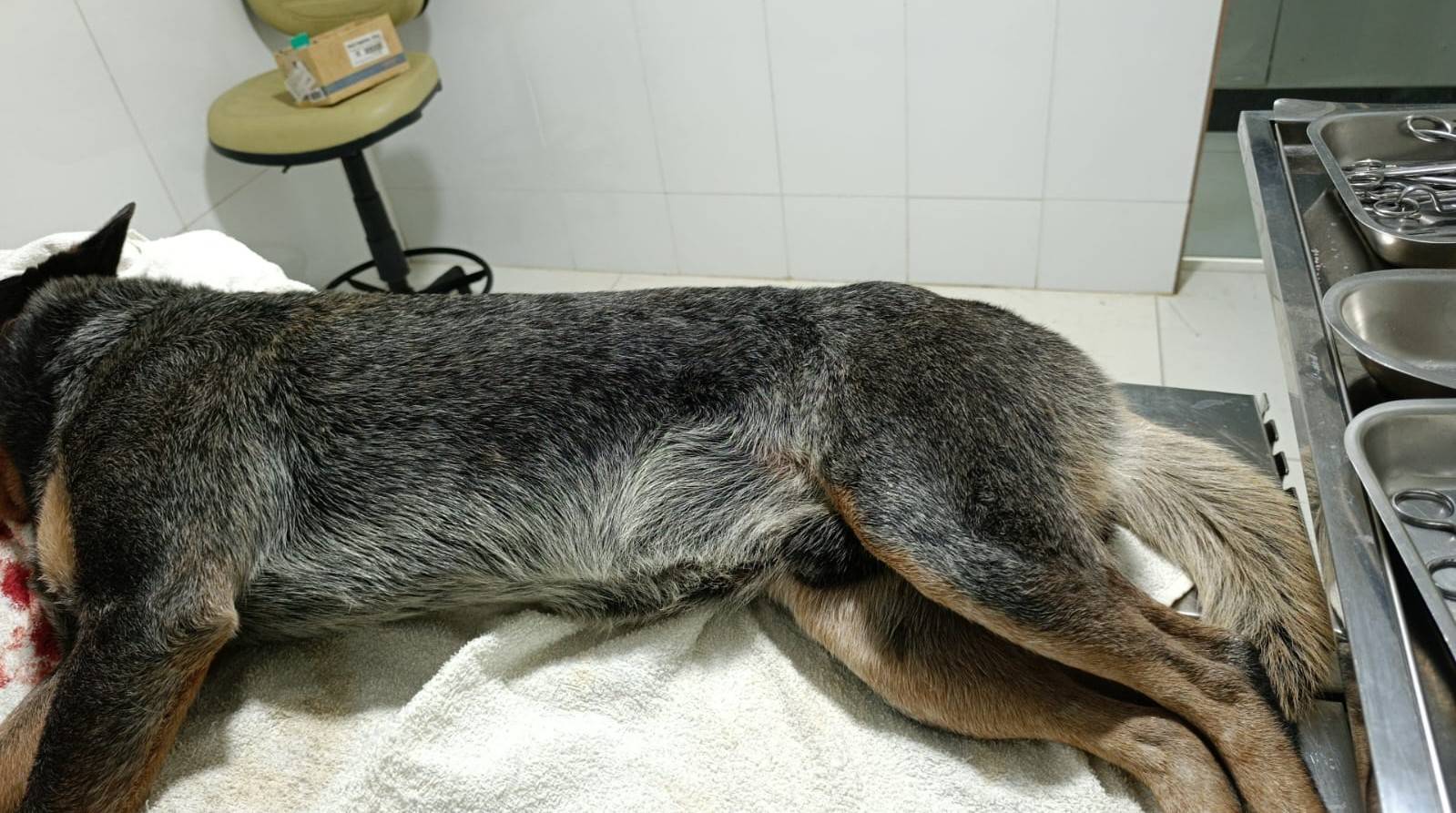 FOTOS CHOCANTES: em Colorado do Oeste, homem é preso após atacar cachorro usando roçadeira e deixar animal mutilado