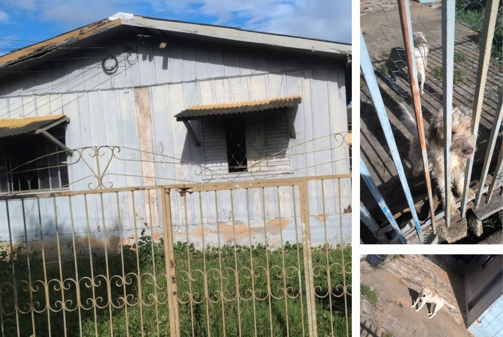 Leitor denuncia: cãezinhos abandonados em casa por mulher que se mudou do imóvel podem morrer de fome, em Vilhena