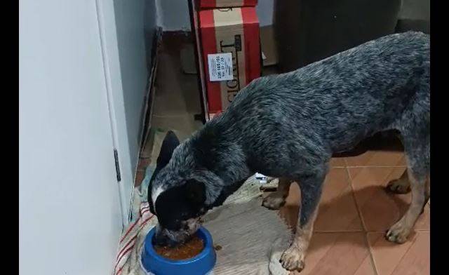 VÍDEOS: homem que mutilou cachorro com roçadeira em Colorado do Oeste sai da cadeia; animal sobrevive, mas ainda sofre para comer