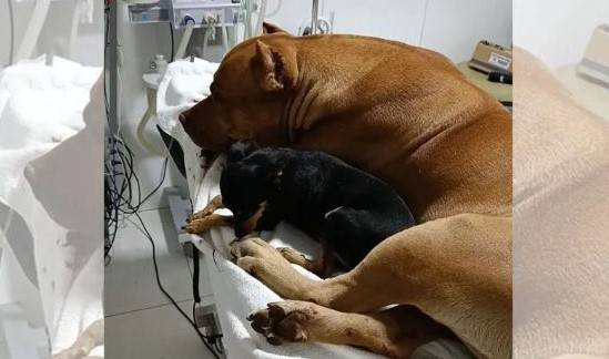 ASSISTA VÍDEOS e relembre a comovente amizade entre pit bull machucado e pinscher em cidade abalada por covardia em RO