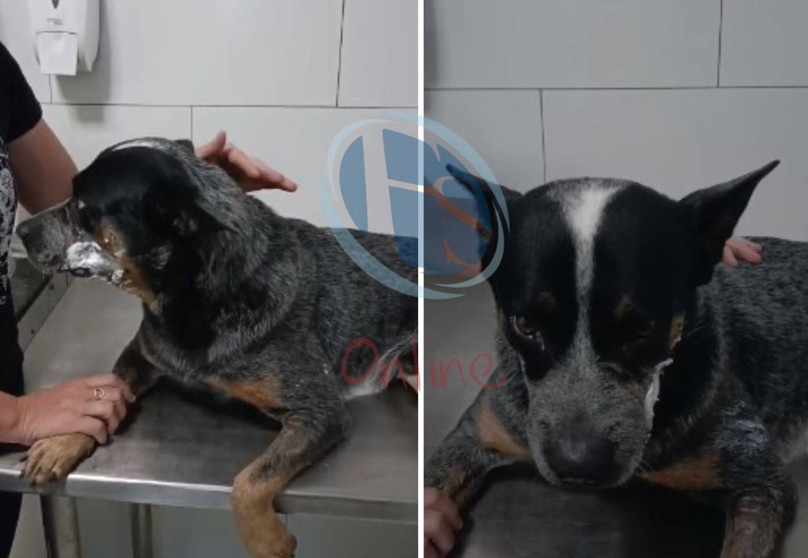 VÍDEO: mais de 10 pessoas querem adotar cachorro atacado com roçadeira e mutilado pelo próprio dono, em Colorado do Oeste