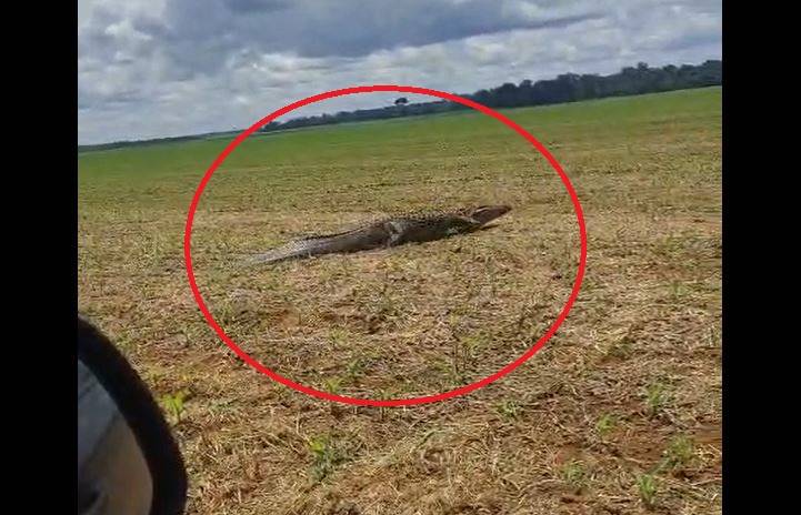 ASSISTA VÍDEOS: servidor público de Corumbiara filma “superjacaré” atravessando plantação de milho em fazenda no Sul de Rondônia
