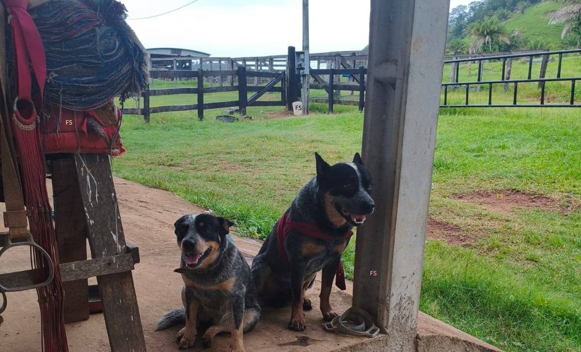 VÍDEOS: cão mutilado que comoveu Rondônia se recupera, é adotado e vai viver em fazenda com nova namorada da mesma raça
