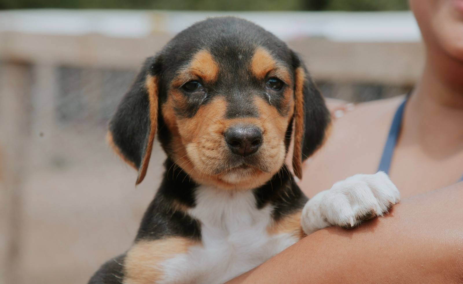 Primeira Feira de Adoção Responsável de Animais será realizada em praça pública de Vilhena na próxima semana, por iniciativa da prefeitura