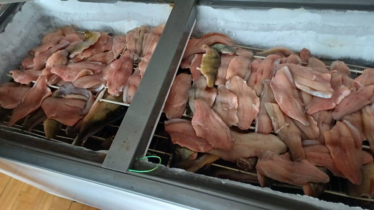 Comerciante flagrada pela Polícia Ambiental trazendo peixes para Vilhena diz: “eram espécies invasoras, para consumo, e não para venda”