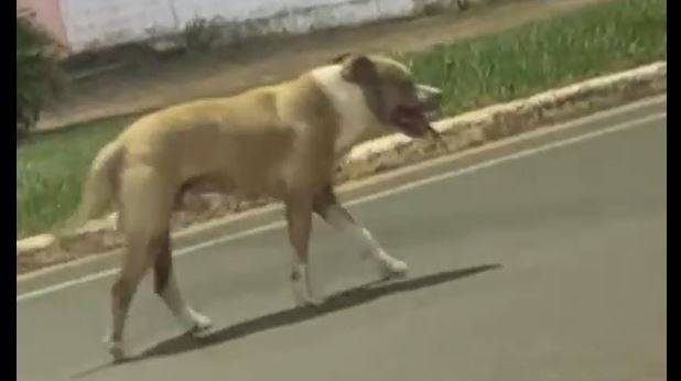 ASSISTA: cadela pit bull morre atropelada na BR 364, em Vilhena, e vídeos expõem situação de animais vivendo nas ruas da cidade