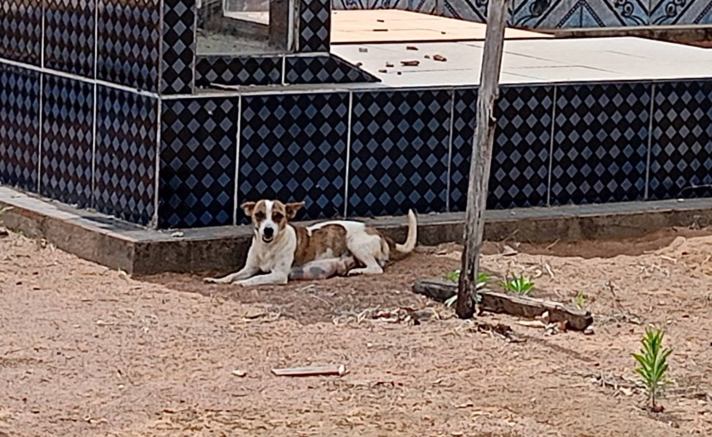 Com indícios de que “cães comunitários” teriam sido envenenados em Cerejeiras, MP e Polícia Civil são acionados