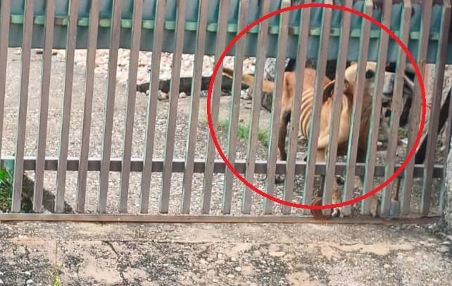 “Só pele e osso”, cachorro abandonado resiste há vários dias sem comida, em Vilhena, e leitora pede ajuda para o resgate