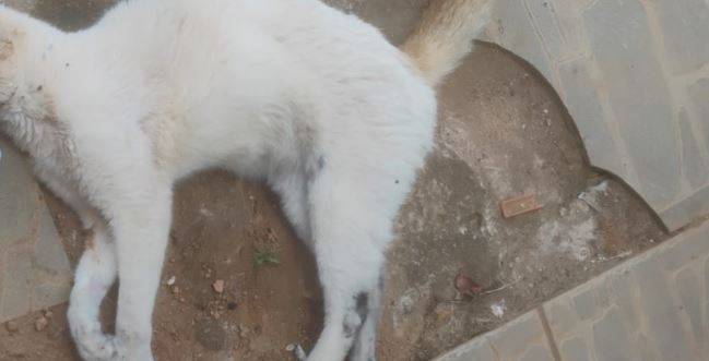 Em de Vilhena, vários animais morrem com sintomas de envenenamento; gatinha amamentando e 7 filhotes não resistiram