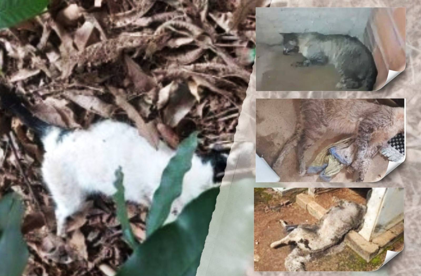 MATANÇA: onda de mortes de animais por suspeita de envenenamento assusta moradores de Vilhena