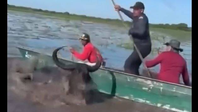 ASSISTA: em vídeo, ex-prefeito de Pimenta Bueno defende o abate de búfalos selvagens para fortalecer turismo em Rondônia