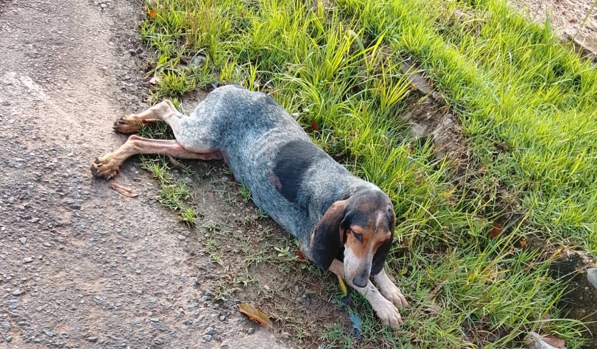 VÍDEOS: cadela atropelada comove a população se arrastando pelas ruas de Colorado do Oeste; prefeitura é criticada