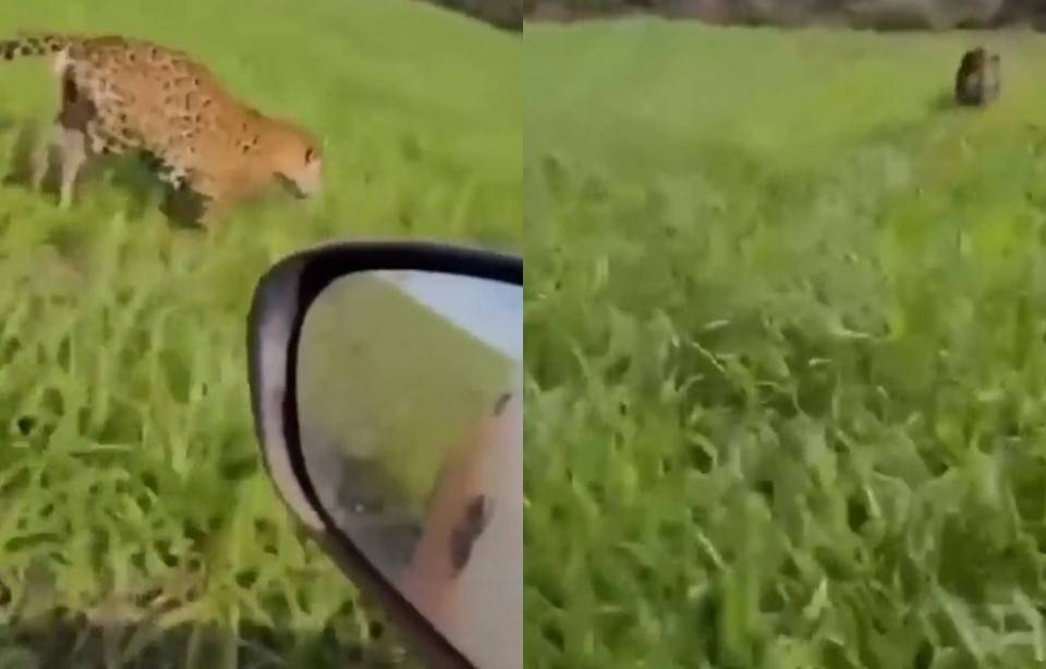 ASSISTA: onça-pintada “escolta” carro em fazenda de MT e vídeo viraliza nas redes sociais