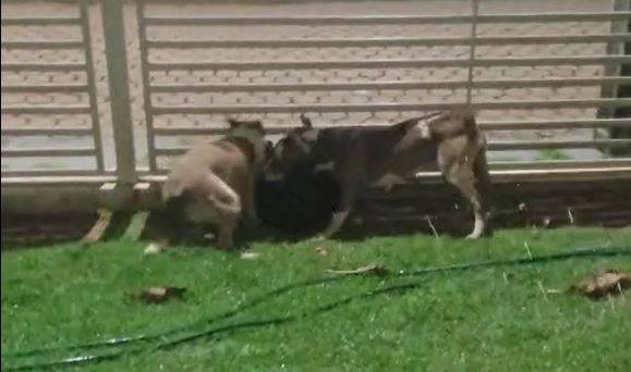 ASSISTA VÍDEOS: duas cadelas pit bull causam pânico em bairro de Vilhena, e uma delas é alvejada por policial militar