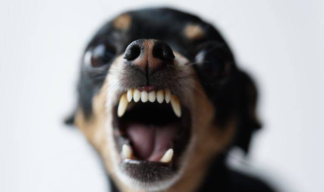 Chamada de “sapatão”, vilhenense aciona a Polícia Militar e briga envolvendo cachorras vai parar na Unisp