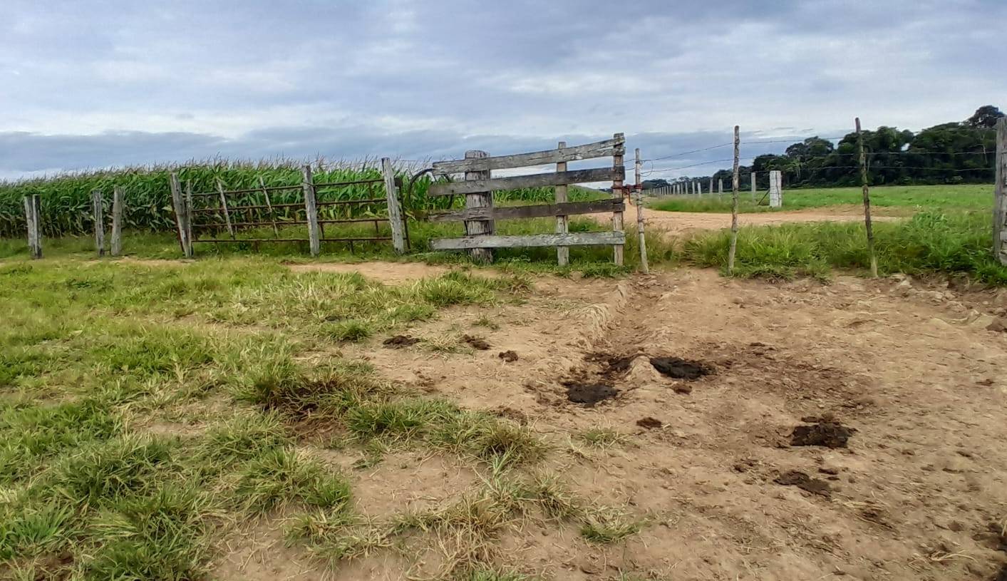 FOTOS E VÍDEO: morador de Cerejeiras aciona a polícia após ter uma de suas novilhas “carneada” em Pimenteiras do Oeste