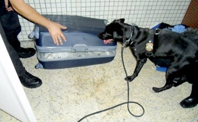 Trio que saiu de Rondônia é preso com malas cheias de cocaína no RS