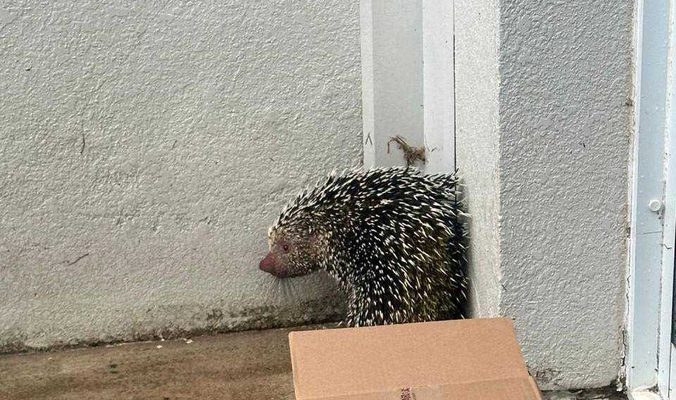 ASSISTA VÍDEO: animal “espinhento” é encontrado em hospital e mobiliza o Corpo de Bombeiros, em Vilhena